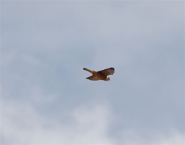 Falco cuculo